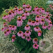 Echinacea p. 'Kim's Knee High' GM P9