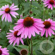Echinacea p. 'Little Magnus' GM P9