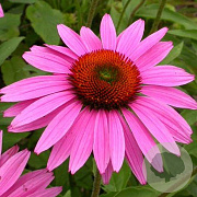 Echinacea p. 'Ruby Giant' GM P9