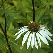 Echinacea p. 'White Lustre' GM P9