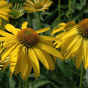Echinacea 'Summer Breeze' GM P9