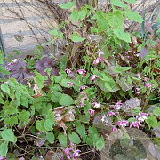 Epimedium alpinum GM P9