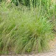 Eragrostis curvula GM P9