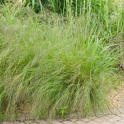 Eragrostis curvula GM P9