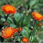 Erigeron aurantiacus GM P9