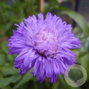 Erigeron 'Azure Beauty' GM P9