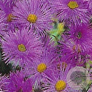 Erigeron 'Dunkelste Aller' GM P9