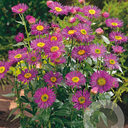 Erigeron 'Dunkelste Aller' GM P9