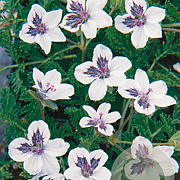 Erodium guttatum GM P9