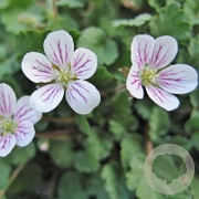 Erodium reichardii 'Album' GM P9
