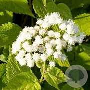 Eupatorium rugosum 'Braunlaub' GM P9