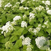 Eupatorium rugosum 'Braunlaub' GM P9