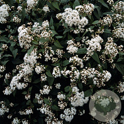 Eupatorium rugosum 'Chocolate' GM P9