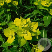 Euphorbia cornigera GM P9