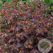 Euphorbia dulcis 'Chameleon' GM P9