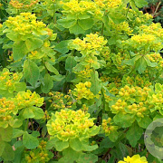 Euphorbia polychroma GM P9