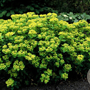 Euphorbia polychroma 'Senior' GM P9