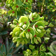Euphorbia martini 'Kolibri' GM P9