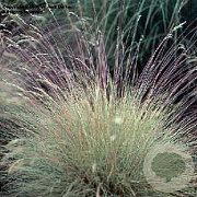 Festuca amethystina GM P9