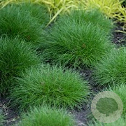 Festuca gautieri 'Pic Carlit' GM P9