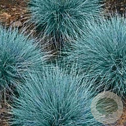 Festuca glauca GM P9