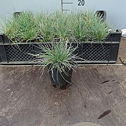 Festuca glauca 'Blaufuchs' GM P9