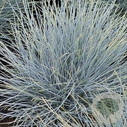 Festuca glauca 'Uchte' GM P9