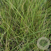 Festuca mairei GM P9