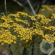 Foeniculum vulgare 'Purpureum' GM P9
