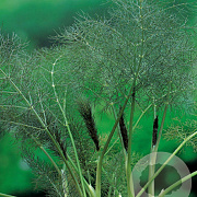 Foeniculum vulgare 'Purpureum' GM P9