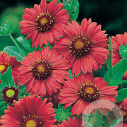Gaillardia 'Burgunder' GM P9