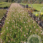 Gaura lindheimeri GM P9