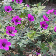 Geranium 'Anne Thomson' GM P9