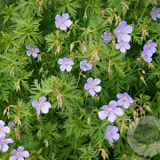 Geranium 'Blue Cloud' GM P9