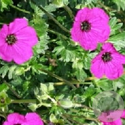 Geranium cinereum subcaulescens GM P9