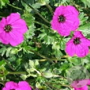 Geranium cinereum subcaulescens GM P9