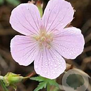 Geranium clarkei 'Kashmir Pink' GM P9