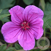 Geranium 'Dilys' GM P9