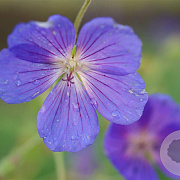 Geranium 'Eureka Blue' GM P9
