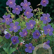 Geranium himalayense GM P9