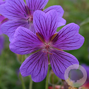 Geranium magnificum GM P9