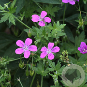 Geranium palustre GM P9