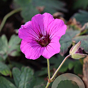 Geranium 'Patricia' GM P9