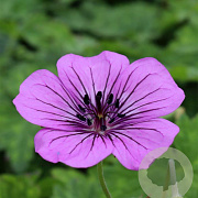 Geranium 'Pink Penny' GM P9
