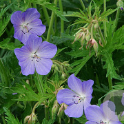 Geranium pratense GM P9