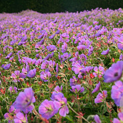 Geranium 'Sweet Heidy' GM P9