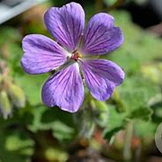 Geranium 'Terre Franche' GM P9