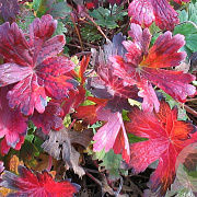 Geranium wlassovianum GM P9