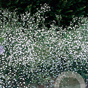Gypsophila paniculata GM P9