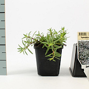 Gypsophila repens 'Alba' GM P9